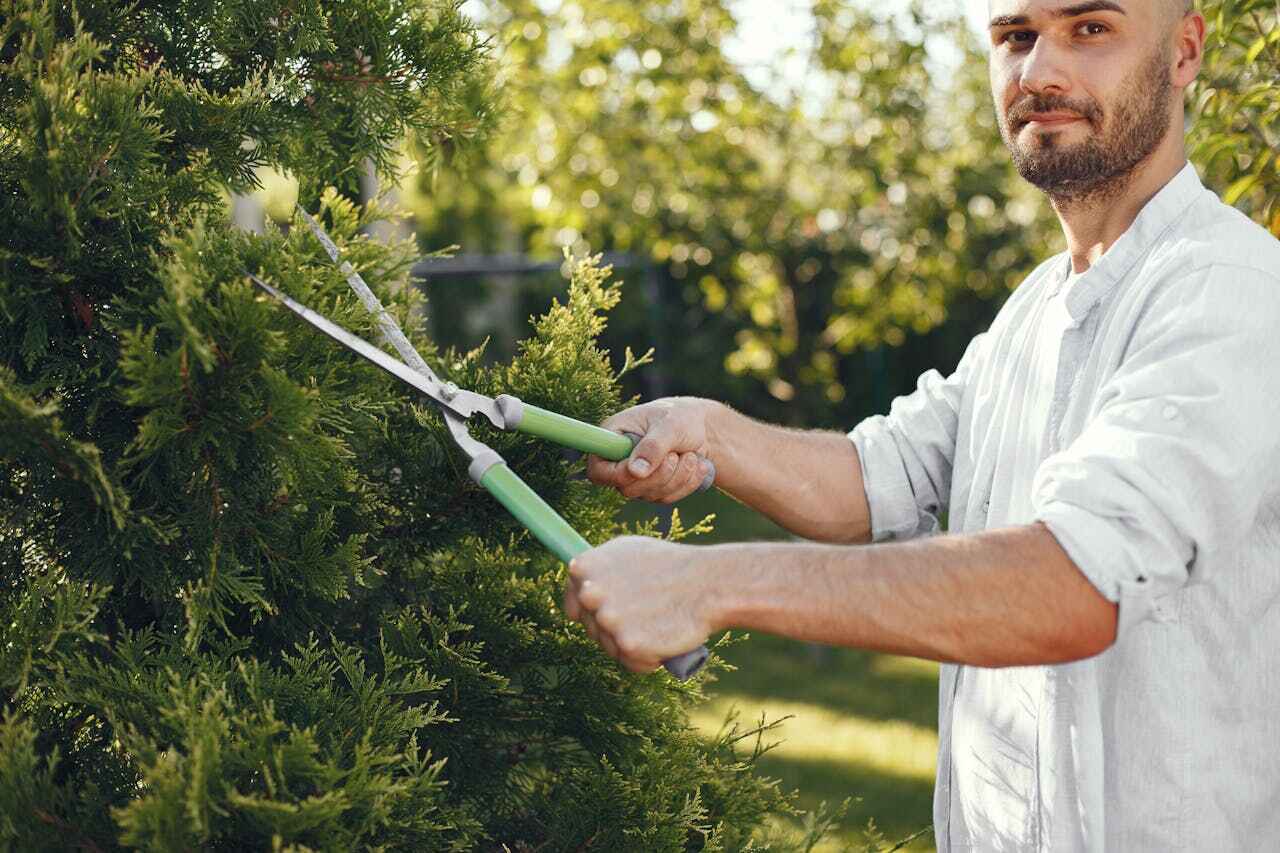 The Steps Involved in Our Tree Care Process in Hunters Creek, FL